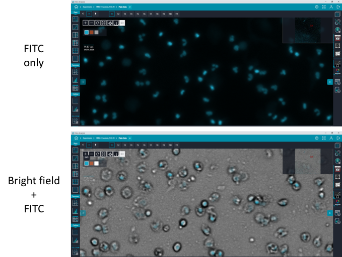 Bright Nuclear Dye for Image Microscopy Kit/Reagent Review